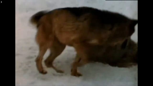 Друг Тыманчи смотреть онлайн