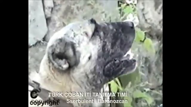 кангал турецкий оригинальный смотреть онлайн