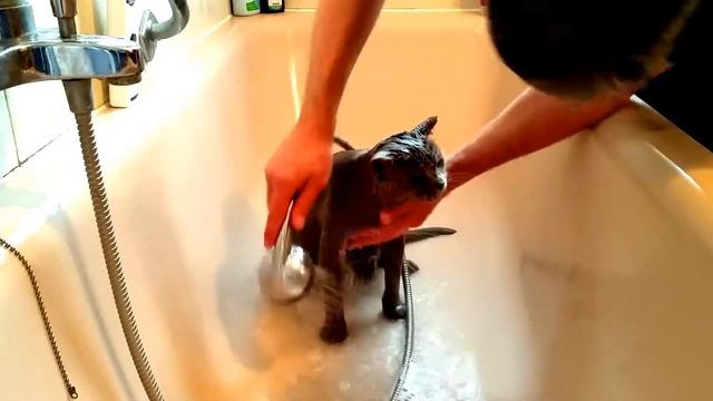 КАК в ванной МЫТЬ кота?! БЫСТРО!!!!!!!!!!!!!!!!!!!!!!!!!!!!!!!!!!!!!!!!!!!!!! смотреть онлайн