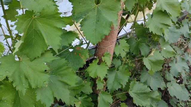 Мой виноград не болеет милдью и оидиумом. Секрет прост. смотреть онлайн