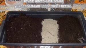 Кобея из семян. С 1 по 10 день. Посев и всходы.