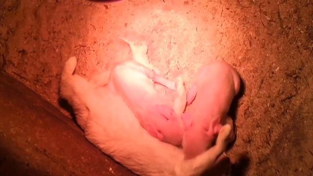 Вдохновение материнства