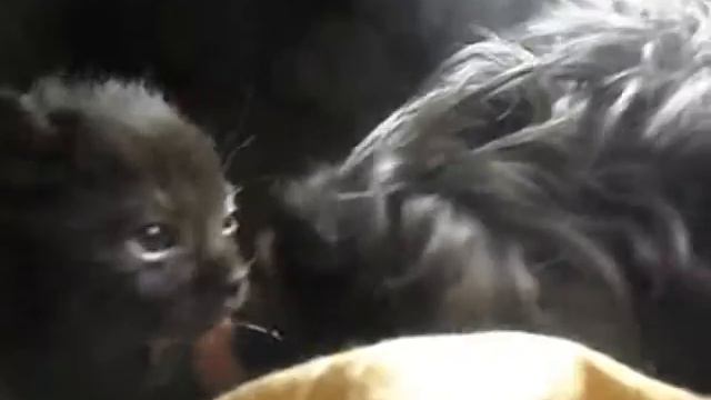 Два черных носа смотреть онлайн