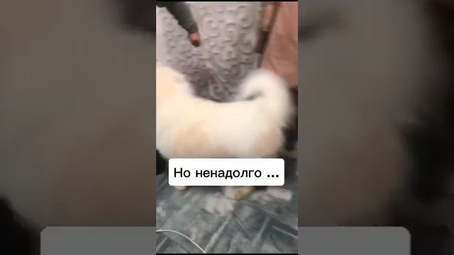 Поход к грумеру опять провалили. Гуфи укусил Сашу за голову ?♀️ смотреть онлайн