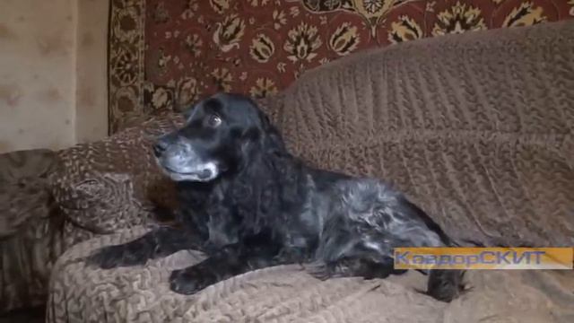 Счастливчик Макс