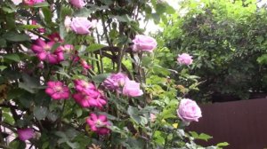 Хотите удивить необычной розой? Посадите голубую розу Индиголетта.