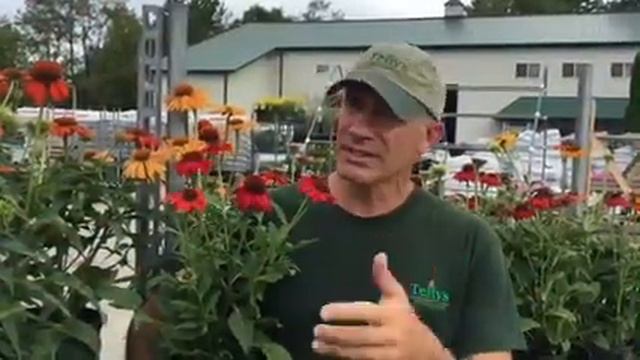 We're Cone Crazy - Telly's Greenhouse смотреть онлайн