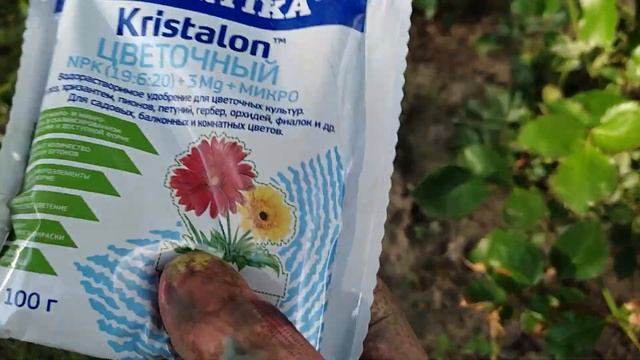? Начало цветения роз. Чем лучше подкормить розы-первогодки. смотреть онлайн