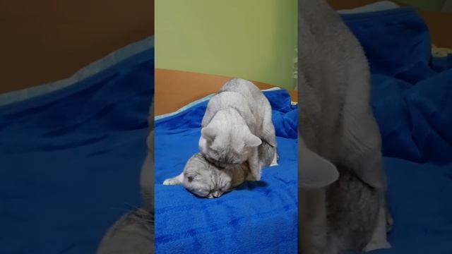 Вязка!!! Шотландских котов.Будут котейки?????? смотреть онлайн