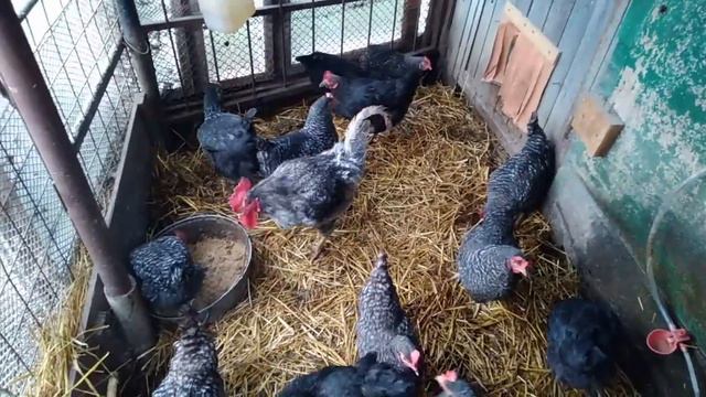 Куры зимой не несутся.Что делать? смотреть онлайн