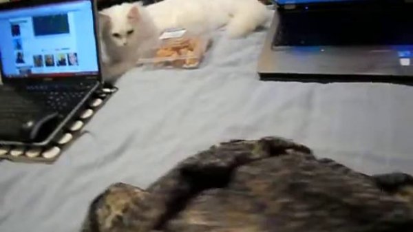 белый шквал [white squall]