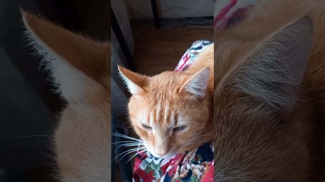 Кот Рыжик на колени устроился, животные