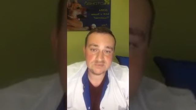 Вывих коленной чашки у животного. Что делать с вывихом у кошек и собак? смотреть онлайн