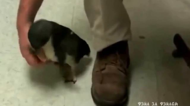 Как правильно обнимать пингвина смотреть онлайн