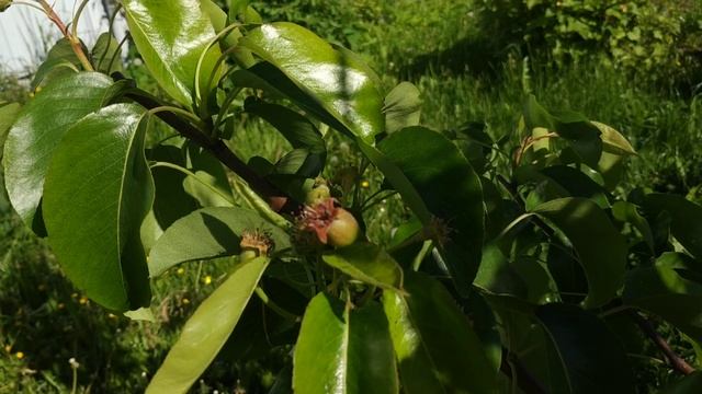 Что случилось с листьями груши?Обработки от болезней и вредителей груши в июне