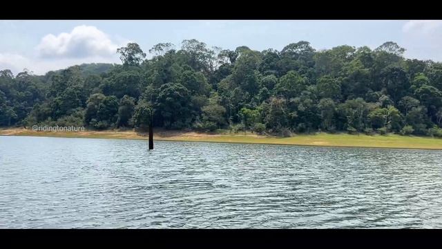 Boat Ride Thekkady | തേക്കടി ബോട്ടിംഗ് | Periyar Tiger Reserve | Periyar National Park смотреть онлайн