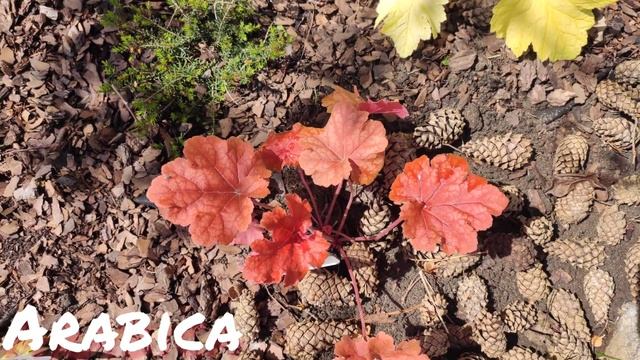 Гейхера сорт Arabica в июне просто непревзойденный цвет листьев смотреть онлайн
