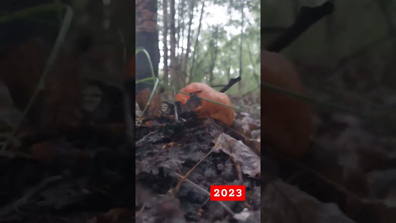 мой первый гриб 2023. сезон открыт смотреть онлайн