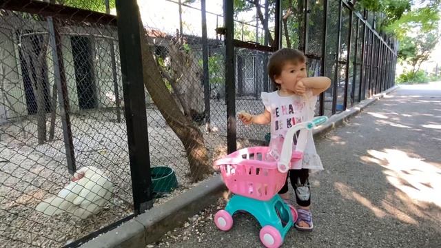 Ангелина пришла кормить голубей и СЪЕЛА ВСЕ ВЕСЬ ХЛЕБ САМА ! смотреть онлайн