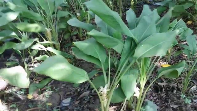 Как растет куркума. Плантация В манговом саду. смотреть онлайн