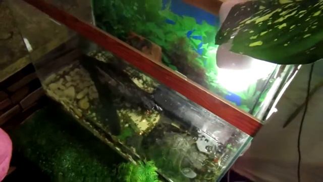 Тропические бабочки в Хабаровске смотреть онлайн