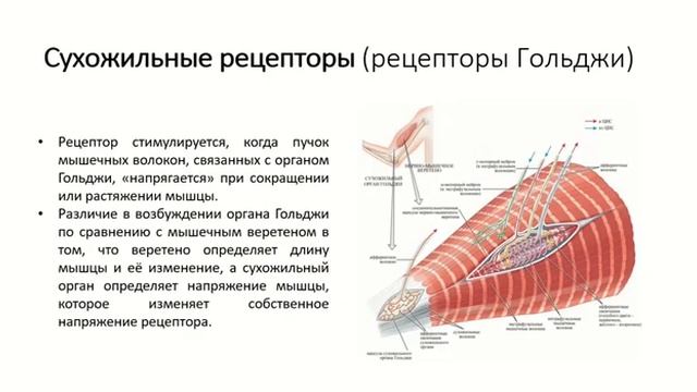 Механизм шагательного рефлекса Щипачева Рудник ОЛД206 смотреть онлайн