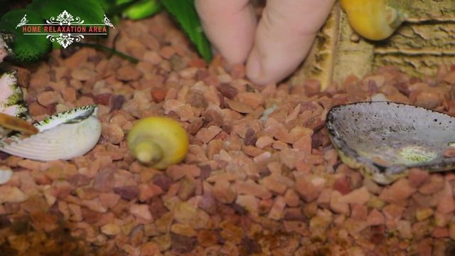 Улитка Мелания, польза или вред? Как бороться с Меланией? Живородящая, грунтовая улитка. смотреть онлайн