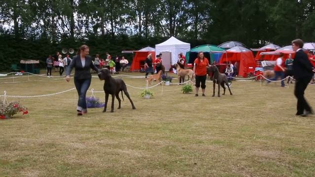 Great Dane Speciality Show, Rantasalmi 2012 смотреть онлайн