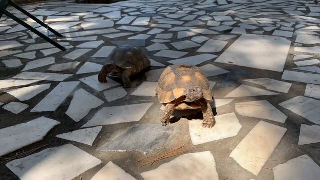 Прикольные черепахи смотреть онлайн