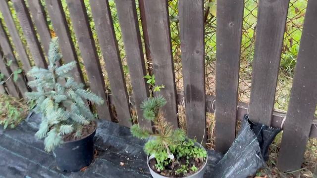 Обзор хвойных растений в конце июля. смотреть онлайн