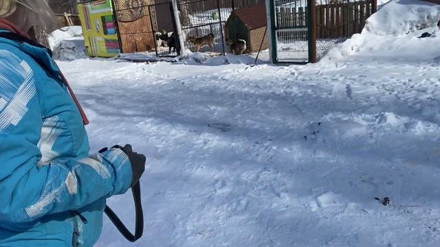 Один день волонтера в приюте Академгородка для бездомных собак| Что делает волонтёр в приюте смотреть онлайн