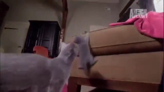 Котята боятся слезть с дивана .flv смотреть онлайн