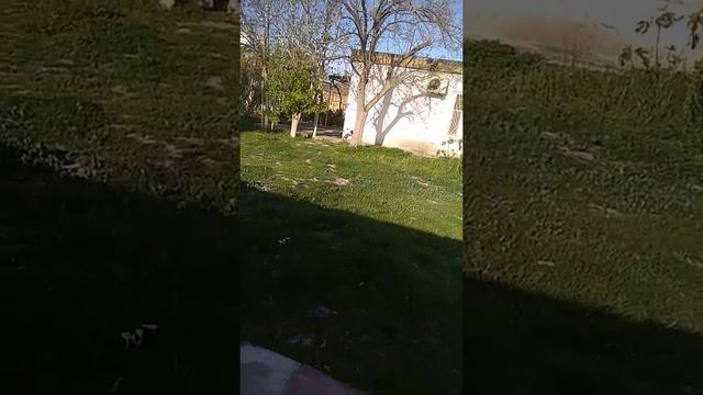 Фокс Филя,первый выпас😊 смотреть онлайн