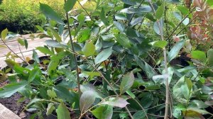 Арония черноплодная Неро (Nero)