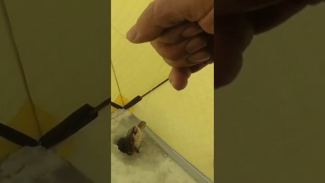 Налим на блесну.🎣 Онежское озеро. смотреть онлайн