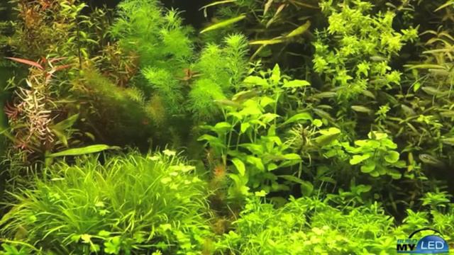 Build My LED 6000K LED Light over Riparium смотреть онлайн