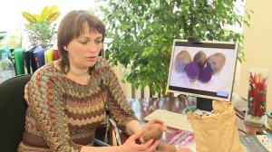 Картофель "Утро раннее". Сорт картофеля, который не повреждается колорадским жуком.