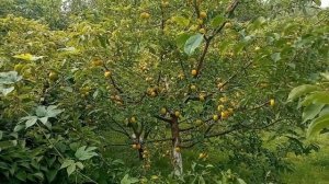 алыча злато скифов