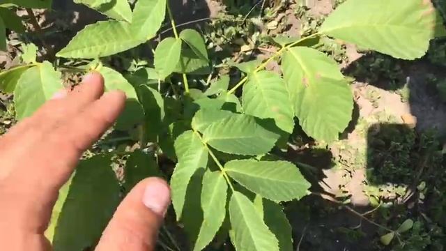 Болезни ореха. Одна из причин. смотреть онлайн