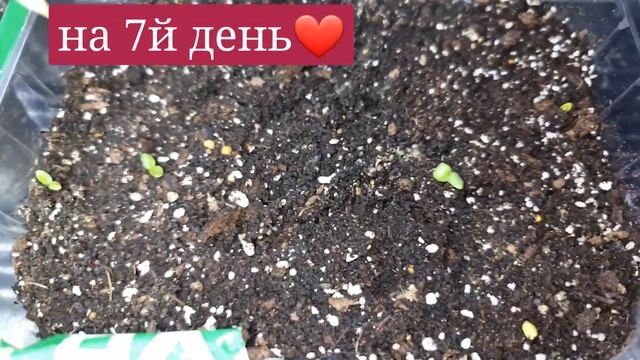Пеларгония из семян (первые всходы❤) смотреть онлайн