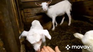 Раздой козы . Оставлять козлят или забрать?