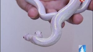 Новая выставка змей в Московском зоопарке