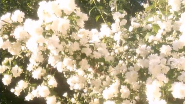 "В летнем саду" муз. В. Бохана. исп. автор. смотреть онлайн