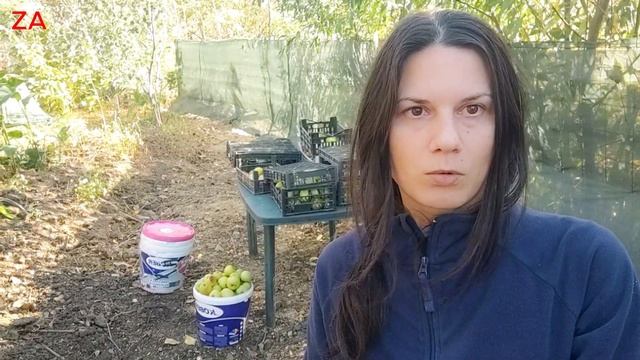 Nu Lăsați Merele Să Se Strice Pe Jos! Transformați-le în Oțet De Mere, Un Remediu Naturist Universa