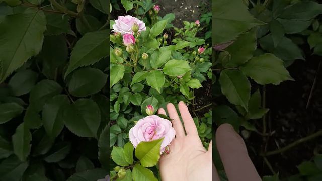 Роза Declic (Déclic) ДеклИк (Щелчок)Dominique Croix Франция, 1988 смотреть онлайн