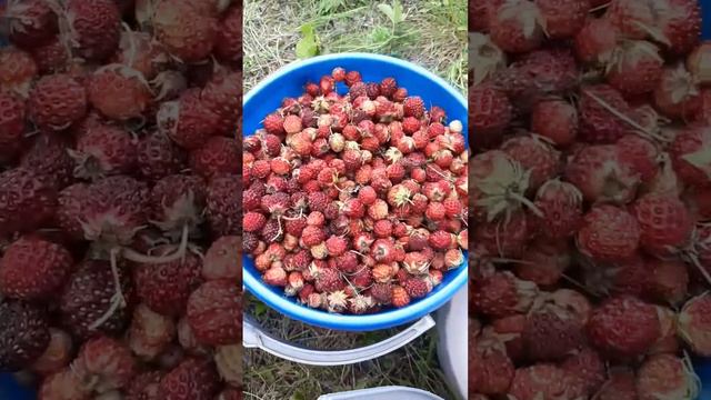 Дары природы! Ароматная лесная клубника! #деревня #природа #клубника смотреть онлайн