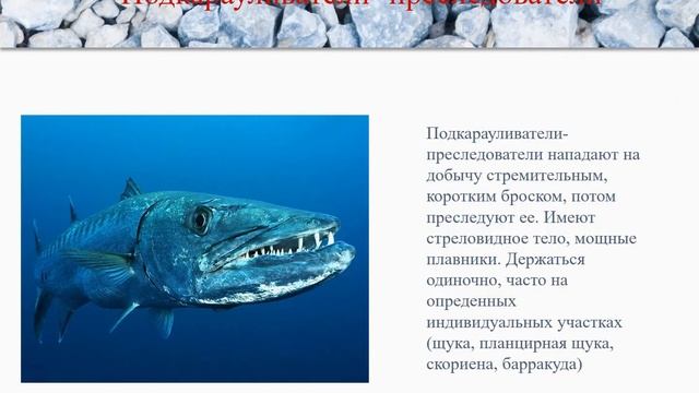Экологические группы рыб смотреть онлайн