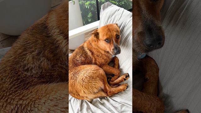 I Wish Everyone Saw Her The Way I Do 🥺 #australiancattledog #dogreactivity #heeler