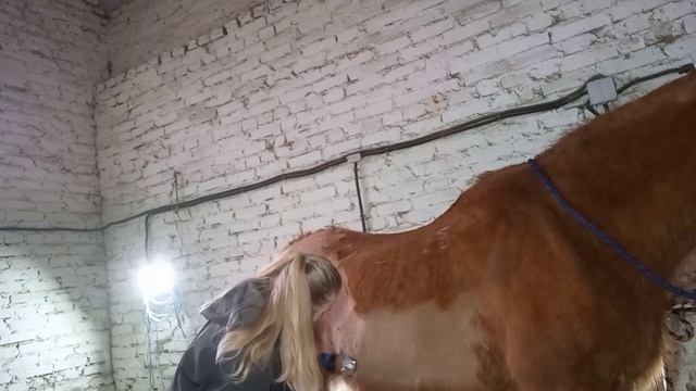 Стрижка лошади смотреть онлайн