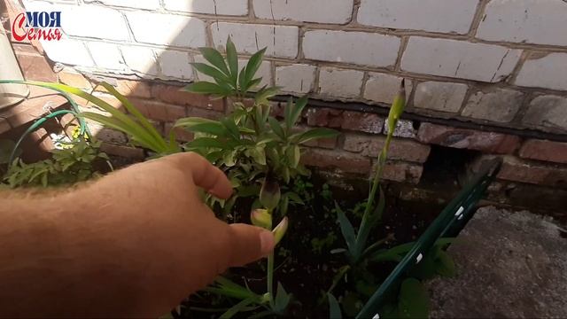 На даче с ночёвкой//Обзор покупок//семейный влог//моя семья//наша дача/Наш первый урожай/Family vlo смотреть онлайн